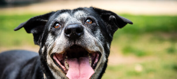 Old black dog with white muzzle still showing signs of vitality for illustrative purposes.