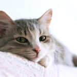 Photo of a comfy relaxed cat on a pillow