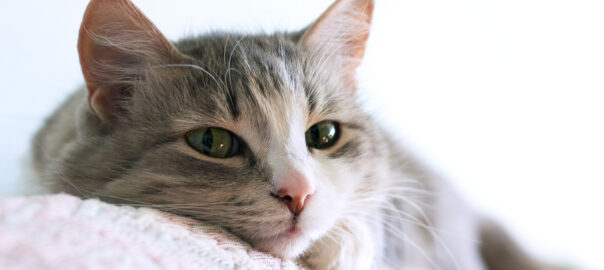 Photo of a comfy relaxed cat on a pillow