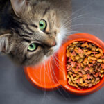 Beautiful healthy cat and a bowl of kibble.