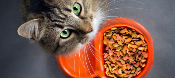 Beautiful healthy cat and a bowl of kibble.