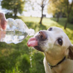 Dog drinking water from plastic bottle. Pet owner takes care of his labrador retriever during hot sunny day.
