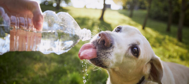 Dog drinking water from plastic bottle. Pet owner takes care of his labrador retriever during hot sunny day.