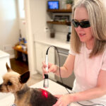 Dr. Hayley Grove a Heal house call veterinarian treating a pet dog with therapeutic laser.