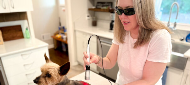 Dr. Hayley Grove a Heal house call veterinarian treating a pet dog with therapeutic laser.